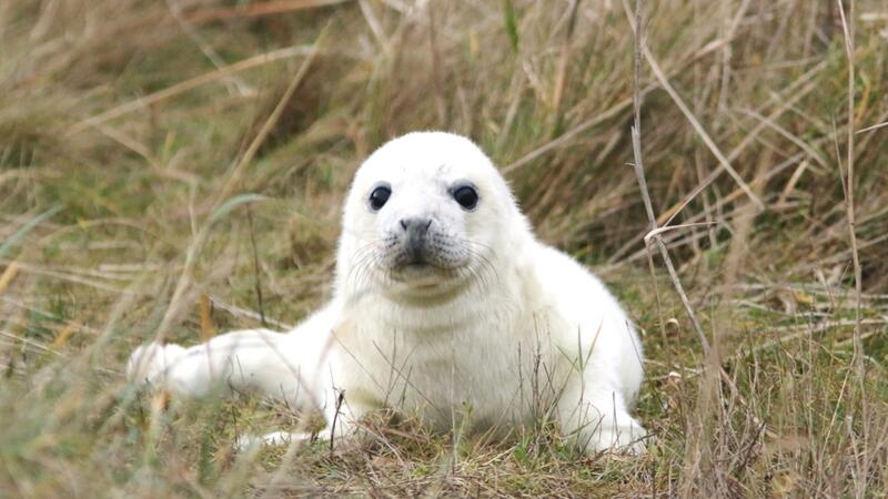 A young grey seal pup in dune grass. © Sophie Brasseur/ WMR.